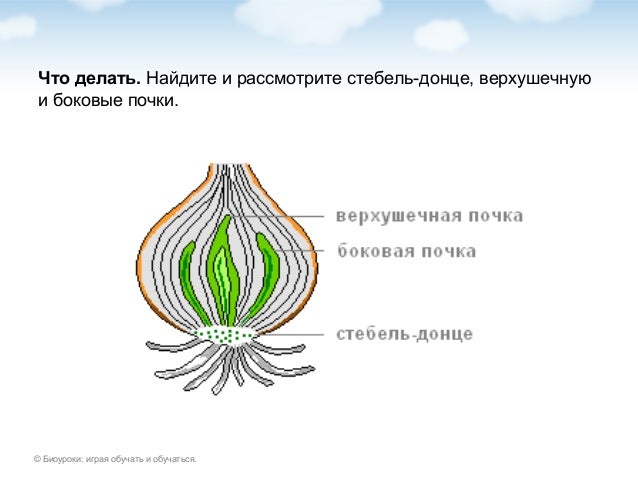 Какое строение имеет луковица биология. Лабораторная работа строение луковицы 6 класс. строение луковицы. лабораторная работа 1 строение луковицы. полное строение луковицы.