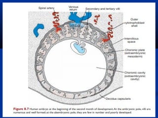 Changes in the Trophoblast


Cytotrophoblast cells invades the terminal ends of spiral arteries,
replaces maternal endoth...