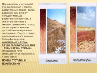 При движении к югу климат
становится суше и теплее,
растительный покров- более
разреженным. В почву
попадает меньше
растительных остатков, а
значительная часть в
течении длительного теплого
периода разлагается на
простейшие минеральные
соединения . Гумуса в почвах
накапливается все меньше.
Здесь формируется
каштановые и бурые
почвы полупустынь и серо
– бурые почвы пустынь.
Плодородие почв
уменьшается от каштановых
к серо-бурым

ПОЧВЫ ПУСТЫНЬ И
ПОЛУПУСТЫНЬ

 