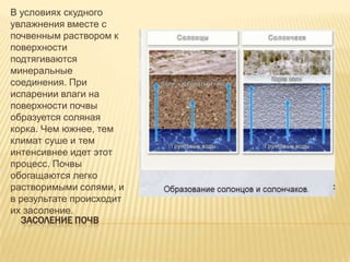 В условиях скудного
увлажнения вместе с
почвенным раствором к
поверхности
подтягиваются
минеральные
соединения. При
испарении влаги на
поверхности почвы
образуется соляная
корка. Чем южнее, тем
климат суше и тем
интенсивнее идет этот
процесс. Почвы
обогащаются легко
растворимыми солями, и
в результате происходит
их засоление.
ЗАСОЛЕНИЕ ПОЧВ

 