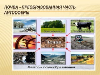 ПОЧВА –ПРЕОБРАЗОВАННАЯ ЧАСТЬ
ЛИТОСФЕРЫ

 