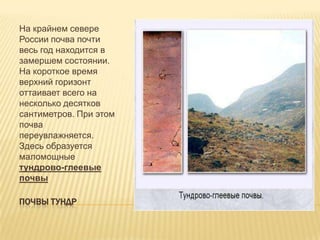 На крайнем севере
России почва почти
весь год находится в
замершем состоянии.
На короткое время
верхний горизонт
оттаивает всего на
несколько десятков
сантиметров. При этом
почва
переувлажняется.
Здесь образуется
маломощные
тундрово-глеевые
почвы
ПОЧВЫ ТУНДР

 