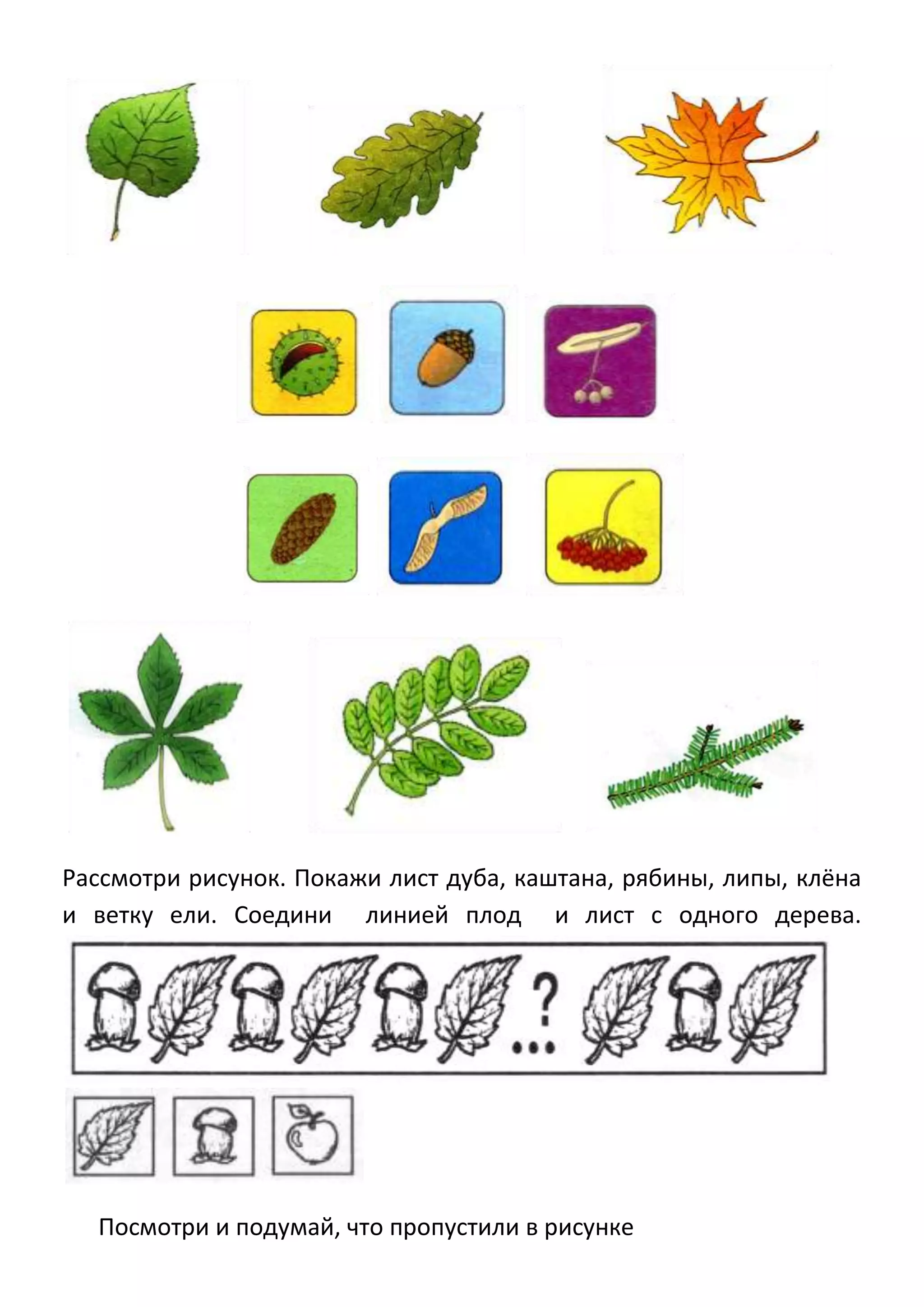 Рассмотри рисунок. Покажи лист дуба, каштана, рябины, липы, клёна
и ветку ели. Соедини линией плод и лист с одного дерева.

Посмотри и подумай, что пропустили в рисунке

 