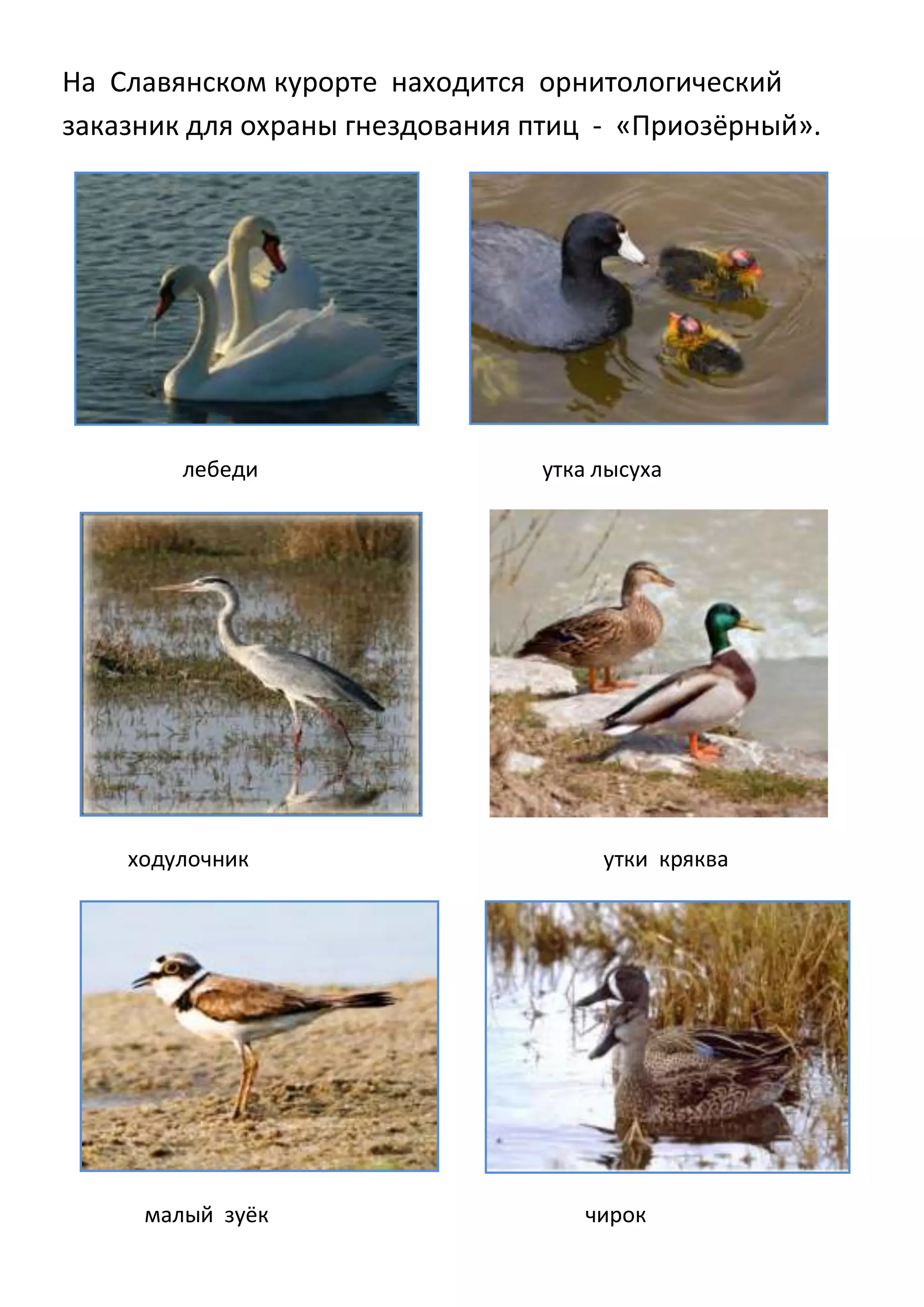 На Славянском курорте находится орнитологический
заказник для охраны гнездования птиц - «Приозёрный».

лебеди

ходулочник

малый зуёк

утка лысуха

утки кряква

чирок

 
