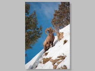 Печа Куча 3. Алматы. Георгий Копилашвили. 8 точка один штат Америки