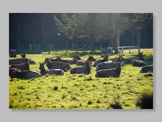 Печа Куча 3. Алматы. Георгий Копилашвили. 8 точка один штат Америки