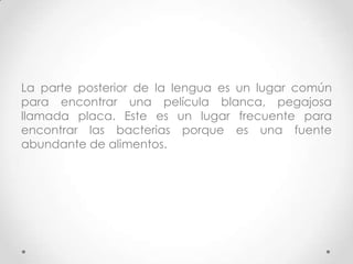 La parte posterior de la lengua es un lugar común
para encontrar una película blanca, pegajosa
llamada placa. Este es un lugar frecuente para
encontrar las bacterias porque es una fuente
abundante de alimentos.

 