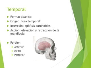 Temporal
 Forma: abanico
 Origen: fosa temporal
 Inserción: apófisis corónoides
 Acción: elevación y retracción de la
mandíbula
 Porción
 Anterior
 Media
 Posterior
 