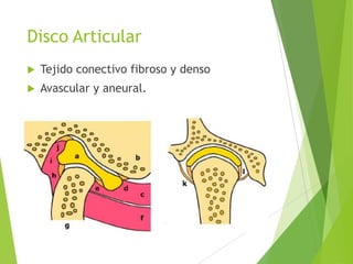 Disco Articular
 Tejido conectivo fibroso y denso
 Avascular y aneural.
 