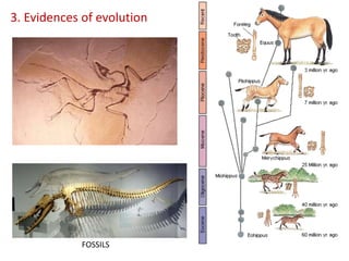 3. Evidences of evolution
FOSSILS
 