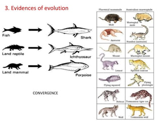 3. Evidences of evolution
CONVERGENCE
 