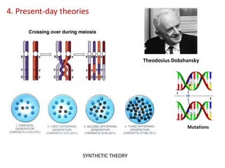 4. Present-day theories
SYNTHETIC THEORY
Mutations
Theodosius Dobzhansky
 