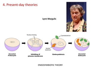 4. Present-day theories
ENDOSYMBIOTIC THEORY
Lynn Margulis
 