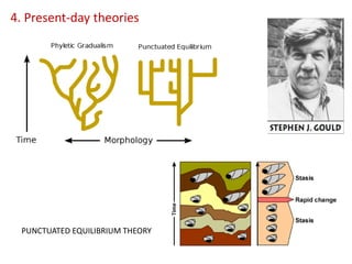 4. Present-day theories
PUNCTUATED EQUILIBRIUM THEORY
 