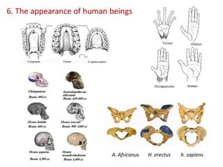 6. The appearance of human beings
A. Africanus H. erectus h. sapiens
 