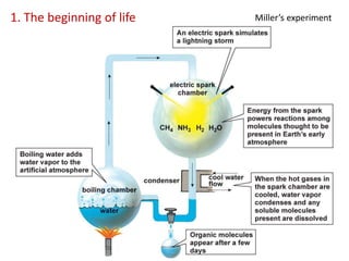 1. The beginning of life Miller’s experiment
 