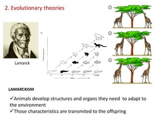 2. Evolutionary theories
Lamarck
Animals develop structures and organs they need to adapt to
the environment
Those characteristics are transmited to the offspring
LAMARCKISM
 