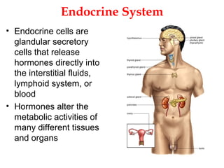 8. endocrine system