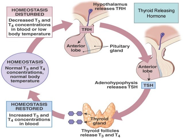 8. endocrine system