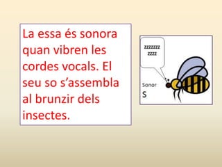 La essa és sonora
quan vibren les
cordes vocals. El
seu so s’assembla
al brunzir dels
insectes.
 