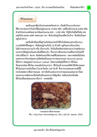 ชุดการสอนวิชาชีววิทยา ว32241 เรื่อง ระบบต่อมไร้ท่อกับฮอร์โมน ชั้นมัธยมศึกษาปีที่ 5 
ชุดการสอนที่ 8 เรื่อง ฟีโรโมนสาคัญอย่างไร 
27 
ฟีโรโมนของมด 
มดเป็นแมลงที่พบในประเทศเขตร้อนต่างๆ เป็นสัตว์ในระบบนิเวศบก 
ที่มีการคาดคะเนว่าในโลกนี้มีมดอยู่ประมาณ 10,000 ชนิด แต่ที่พบมีประมาณ 8,800 ชนิด 
สาหรับในประเทศไทยคาดว่ามีมดประมาณ 800 – 1,000 ชนิด ซึ่งรู้จักกันมีไม่กี่ชนิด เช่น 
มดคันไฟ มดแดง มดดา มดตะนอย ฯลฯ ซึ่งส่วนใหญ่เป็นมดที่พบในบ้าน ที่เหลือเป็นมด 
อยู่ในป่าต่างๆ 
มดเป็นสัตว์สังคมที่อยู่ร่วมกันโดยแบ่งหน้าที่กันรับผิดชอบอย่างเป็นระบบ 
บางชนิดมีรังที่ใหญ่มาก ซึ่งมีมดอยู่ร่วมกันถึง 22 ล้านตัว อยู่กันอย่างเป็นระเบียบ 
ไม่มีการทะเลาะเบาะแว้ง หรือ เกี่ยงงานกัน จึงเป็นสิ่งมหัศจรรย์อย่างมากว่ามดจัดระบบ 
ประชากรให้อยู่ร่วมกันอย่างสันติได้อย่างไร ซึ่งจากการศึกษาพบว่ามดสื่อสารกันโดยใช้ 
อวัยวะที่เรียกว่า หนวด สัมผัสกันและใช้สารเคมีที่ปล่อยออกมา มดบางชนิดเมื่อไปพบ 
แหล่งอาหารก็จะปล่อยสารเคมีชนิดหนึ่งออกมาจากต่อมภายนอก (Exocrine gland) 
ที่เรียกว่า ต่อมดูเฟอร์ (Dufoue’s gland) โดยสารเคมีชนิดนี้เรียกว่า ฟีโรโมน 
ซึ่งมดจะปล่อย ฟีโรโมน ขณะเดินไปพบอาหาร ฟีโรโมนนี้ จะระเหยได้ทาให้ปริมาณของ 
ฟีโรโมนจะจางลงไปเรื่อยๆ ในเวลาไม่เกิน 100 วินาที ซึ่งการระเหยของสารเคมีนี้มี 
ประโยชน์ต่อการสื่อสารของมด กล่าวคือถ้าแหล่งอาหารเก่าหมดเจอแหล่งอาหารใหม่ 
มดจะสามารถติดตามกลิ่นใหม่ไปยังแหล่งอาหารได้ถูกต้อง ไม่สับสนกับกลิ่นเดิม 
ฟีโรโมนที่มดปล่อยออกมาเรียกว่า กรดฟอร์มิก 
ภาพแสดงการสื่อสารของมด 
ที่มา : http://www. bknowledge.org 283 × 222 (25 เมษายน 2554) 
 