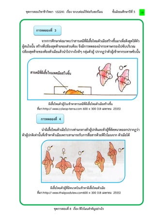 ชุดการสอนวิชาชีววิทยา ว32241 เรื่อง ระบบต่อมไร้ท่อกับฮอร์โมน ชั้นมัธยมศึกษาปีที่ 5 
ชุดการสอนที่ 8 เรื่อง ฟีโรโมนสาคัญอย่างไร 
10 
การทดลองที่ 3 
จากการศึกษาต่อมาพบว่าสารเคมีที่ผีเสื้อไหมตัวเมียสร้างขึ้นมาเพื่อดึงดูดให้ตัว ผู้สนใจนั้น สร้างที่ปล้องสุดท้ายของส่วนท้อง จึงมีการทดลองนากระดาษกรองไปซับบริเวณ ปล้องสุดท้ายของท้องตัวเมียแล้วนาไปวางใกล้ๆ กลุ่มตัวผู้ ปรากฏว่าตัวผู้เข้าหากระดาษซับนั้น 
ผีเสื้อไหมตัวผู้บินเข้าหาสารเคมีที่ผีเสื้อไหมตัวเมียสร้างขึ้น 
ที่มา:http:// www.coleop-terra.com 600 × 300 (18 เมษายน 2555) 
การทดลองที่ 4 
นาผีเสื้อไหมตัวเมียไปวางท่ามกลางตัวผู้ปกติและตัวผู้ที่ตัดหนวดออกปรากฏว่า ตัวผู้ปกติเท่านั้นที่เข้าหาตัวเมียเพราะสามารถรับการสื่อสารด้วยฟีโรโมนจาก ตัวเมียได้ 
ผีเสื้อไหมตัวผู้ที่มีหนวดบินเข้าหาผีเสื้อไหมตัวเมีย 
ที่มา:http:// www.thaigoodview.com600 × 300 (18 เมษายน 2555) 
 