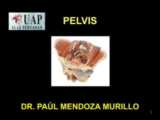 PELVIS 
DR. PAÚL MENDOZA MURILLO 
1 
 
