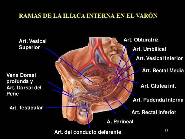 Ubicacion Del Perineo En El Hombre es.slideshare.net