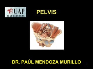 PELVIS 
DR. PAÚL MENDOZA MURILLO 1 
 