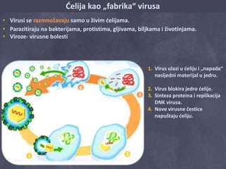 Ćelija kao „fabrika“ virusa 
• Virusi se razmnožavaju samo u živim ćelijama. 
• Parazitiraju na bakterijama, protistima, gljivama, biljkama i životinjama. 
• Viroze- virusne bolesti 
1. Virus ulazi u ćeliju i „napada“ 
nasljedni materijal u jedru. 
2. Virus blokira jedro ćelije. 
3. Sinteza proteina i replikacija 
DNK virusa. 
4. Nove virusne čestice 
napuštaju ćeliju. 
 