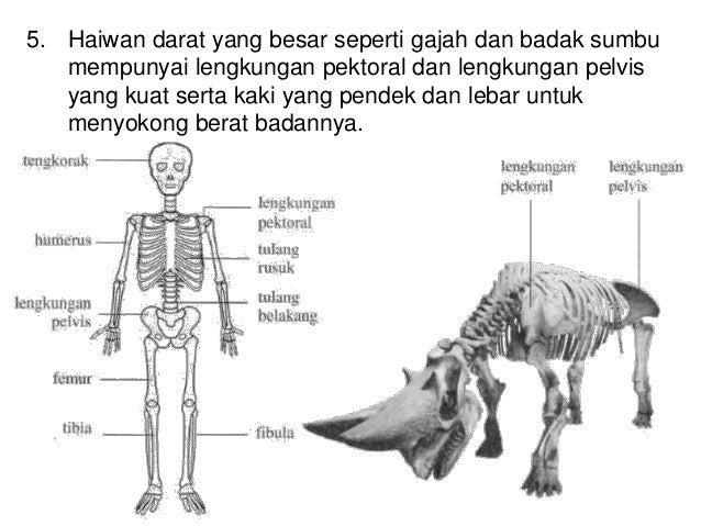 8.1 sistem sokongan haiwan