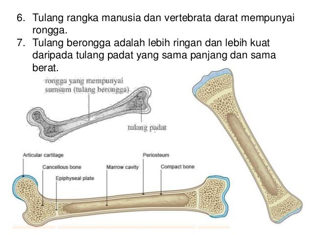 8 1 sistem sokongan haiwan