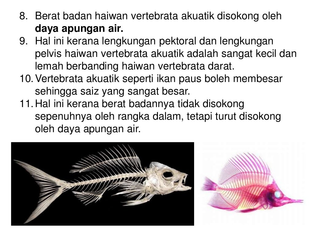 8 1 Sistem Sokongan Haiwan