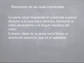 Retracción de las asas intestinales
•
La yema cecal desciende el cuadrante superior
derecho a la fosa iliaca derecha, formando el
colon ascendente y el ángulo hepático del
colon.
•
Extremo distal de la yema cecal forma un
divertículo estrecho, que es el apéndice.
 