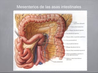 Mesenterios de las asas intestinales
 