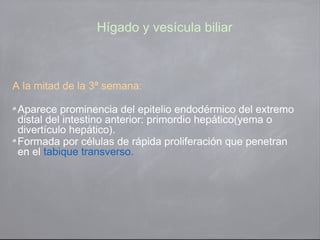 Hígado y vesícula biliar 
A la mitad de la 3ª semana: 
Aparece prominencia del epitelio endodérmico del extremo 
distal del intestino anterior: primordio hepático(yema o 
divertículo hepático). 
Formada por células de rápida proliferación que penetran 
en el tabique transverso. 
 