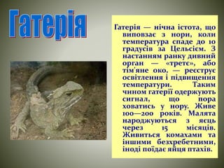 Гатерія — нічна істота, що 
виповзає з нори, коли 
температура спаде до 10 
градусів за Цельсієм. З 
настанням ранку дивний 
орган — «третє», або 
тім'яне око, — реєструє 
освітлення і підвищення 
температури. Таким 
чином гатерії одержують 
сигнал, що пора 
ховатись у нору. Живе 
100—200 років. Малята 
народжуються з яєць 
через 15 місяців. 
Живиться комахами та 
іншими безхребетними, 
іноді поїдає яйця птахів. 
 