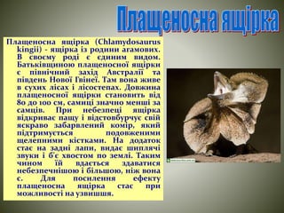 Плащеносна ящірка (Chlamydosaurus 
kіngіі) - ящірка із родини агамових. 
В своєму роді є єдиним видом. 
Батьківщиною плащеносної ящірки 
є північний захід Австралії та 
південь Нової Гвінеї. Там вона живе 
в сухих лісах і лісостепах. Довжина 
плащеносної ящірки становить від 
80 до 100 см, самиці значно менші за 
самців. При небезпеці ящірка 
відкриває пащу і відстовбурчує свій 
яскраво забарвлений комір, який 
підтримується подовженими 
щелепними кістками. На додаток 
стає на задні лапи, видає шиплячі 
звуки і б'є хвостом по землі. Таким 
чином їй вдається здаватися 
небезпечнішою і більшою, ніж вона 
є. Для посилення ефекту 
плащеносна ящірка стає при 
можливості на узвишшя. 
 