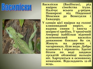 Василіски (Basiliscus), рід 
ящірок сімейства ігуан. 
Налічує всього 4-5відов. 
Поширені від Південної 
Мексики до Венесуели і 
Еквадору. 
У самців цієї ящірки на голові 
клиновидний виріст, а 
вздовж спини і хвоста - 
шкірясті гребінь. У тропічній 
Америці найбільш відомий 
шлемоносний василіск 
довжиною близько 80 см. 
Живуть на деревах і 
чагарниках, біля води. Добре 
плавають і пірнають. Здатні 
бігати по воді завдяки 
лускатій облямівці пальців 
ніг. Харчуються в основному 
комахами. Відкладають 12-18 
яєць. 
 