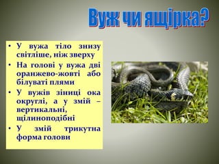 • У вужа тіло знизу 
світліше, ніж зверху 
• На голові у вужа дві 
оранжево-жовті або 
білуваті плями 
• У вужів зіниці ока 
округлі, а у змій – 
вертикальні, 
щілиноподібні 
• У змій трикутна 
форма голови 
 