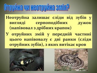 Неотруйна залишає сліди від зубів у 
вигляді серпоподібних дужок 
(напівовал з дрібних крапок) 
У отруйних змій у передній частині 
цього напівовалу є дві ранки (сліди 
отруйних зубів), з яких витікає кров 
 