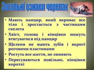 • Мають панцир, який вкриває все 
тіло і зростається з частинами 
скелета 
• Хвіст, голова і кінцівки можуть 
втягуватися під панцир 
• Щелепи не мають зубів і вкриті 
роговими пластинами 
• Ростуть все життя, не линяють 
• Пересуваються повільно, кінцівки 
короткі 
 