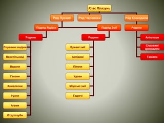 Клас Плазуни 
Ряд Лускаті Ряд Черепахи Ряд Крокодили 
Підряд Ящірки Підряд Змії 
Родини 
Справжні ящірки 
Веретільниці 
Варани 
Гекони 
Хамелеони 
Ігуани 
Агами 
Отрутозуби 
Родини 
Вужеві змії 
Аспідові 
Пітони 
Удави 
Морські змії 
Гадючі 
Родини 
Алігатори 
Справжні 
крокодили 
Гавіали 
 