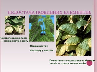 НЕДОСТАЧА ПОЖИВНИХ ЕЛЕМЕНТІВ: 
Пожовкле нижнє листя 
— ознака нестачі азоту 
Ознаки нестачі 
фосфору у листках. 
Пожовтіння та одмирання на кінчиках 
листів — ознака нестачі калію. 
 