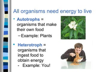 8.1 How Organisms Obtain Energy 2014 | PPT