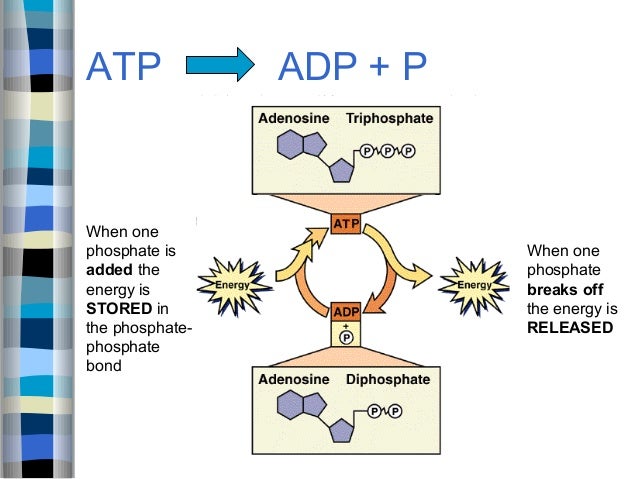 8.1 How Organisms Obtain Energy 2014