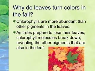 Why do leaves turn colors in 
the fall? 
Chlorophylls are more abundant than 
other pigments in the leaves. 
As trees prepare to lose their leaves, 
chlorophyll molecules break down, 
revealing the other pigments that are 
also in the leaf. 
 