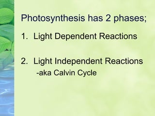 Photosynthesis has 2 phases; 
1. Light Dependent Reactions 
2. Light Independent Reactions 
-aka Calvin Cycle 
 