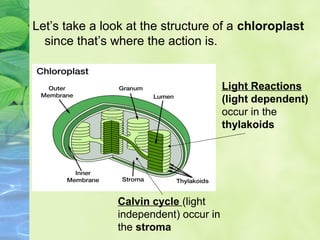 Let’s take a look at the structure of a chloroplast 
since that’s where the action is. 
Calvin cycle (light 
independent) occur in 
the stroma 
Light Reactions 
(light dependent) 
occur in the 
thylakoids 
 