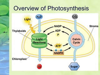 Overview of Photosynthesis 
 